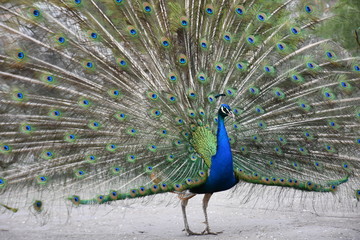 Obraz premium peacock with feathers out