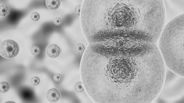 3D animation of cell division process.