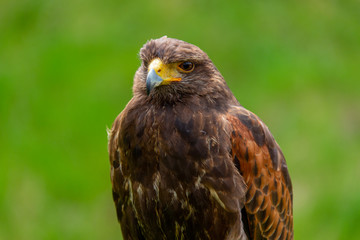 Bussard