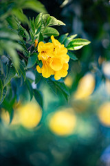 Beautiful yellow flower with blurry background