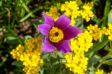 Küchenschelle zwischen gelben Blütem