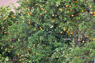 Orange Trees