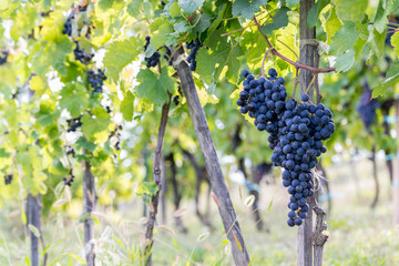 red wine grapes on the vine
