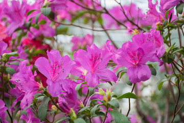 Plakat Pink azalea bush in greenhouse. Beautiful flowers. Season of flowering azaleas.