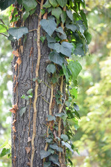 Ivy on a Tree Trunk
