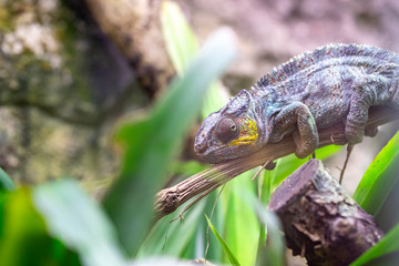 Caméléon panthère