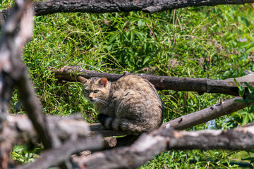Obraz premium Wildkatzen im Nationalpark Hainich