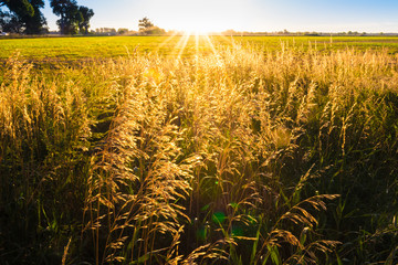 Harvest Sunrise