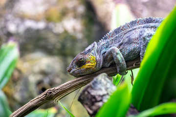 Caméléon panthère
