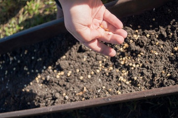 little baby sows seeds in soil in spring