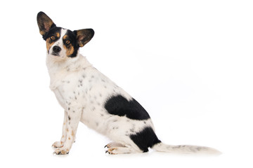 Cute mixed breed dog on white background