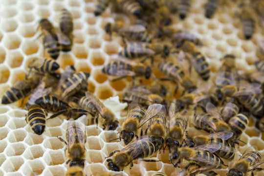 Working Bees On Honeycomb With Honey. Carniolan Honey Bee, Apis Mellifera Carnica.