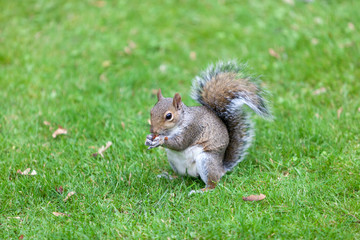 squirrels with lush green bokeh