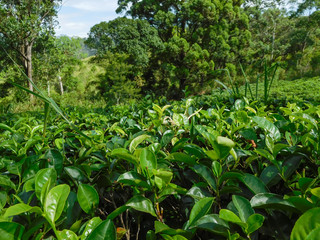 Fototapeta na wymiar Closeup picture of fresh tea leaves on tea plantation ready for harvest, Ella, Sri Lanka.