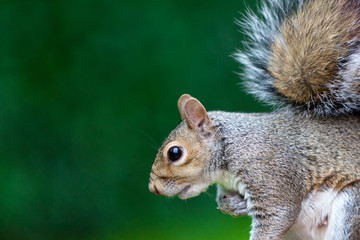squirrels with lush green bokeh