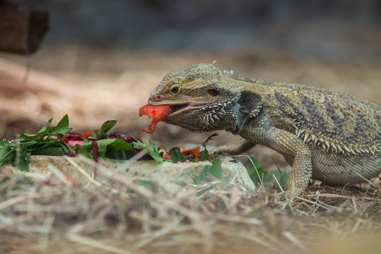 Central bearded dragon eating fruits and vegetables animal photography