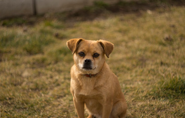 dog focused with blured background