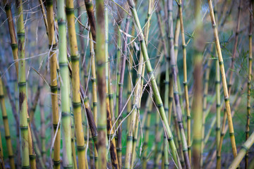 Obraz premium bamboo trees close up