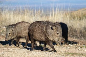 A group of Javelinas in Fort Bowie National Historic Site, Arizona