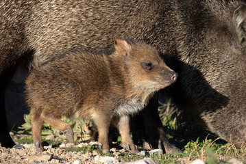 Fototapeta premium Baby Javelina next to mother, Fort Bowie National Historic Site, Arizona