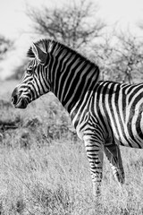 Fototapeta na wymiar Zebra in the Kruger National Park, South Africa