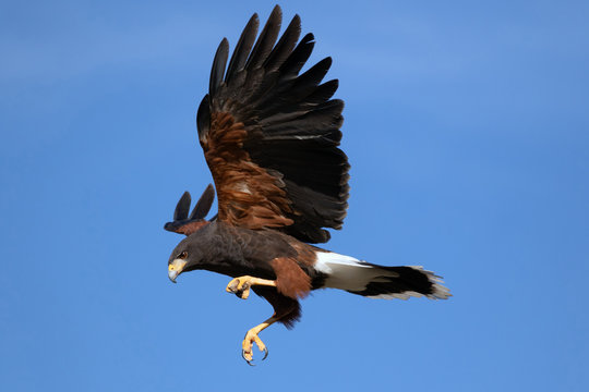 Harris Hawk in flight against blue sky