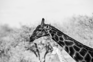 Giraffe in the Kruger National Park, South Africa

