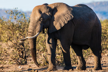 Fototapeta na wymiar African elephant in the Kruger National Park, South Africa