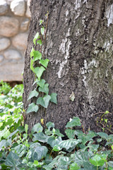 Ivy Tendril on a Tree Trunk