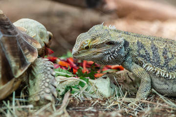 Central bearded dragon eating fruits and vegetables animal photography