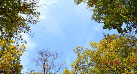 Alberi in primavera 
