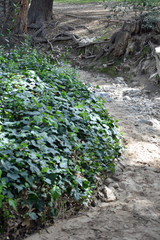 Obraz premium Dry Creek Bed