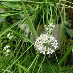 weed flower in the yard