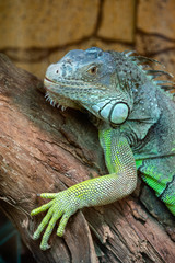 Nice iguana portrait close up macro nature lizard reptile
