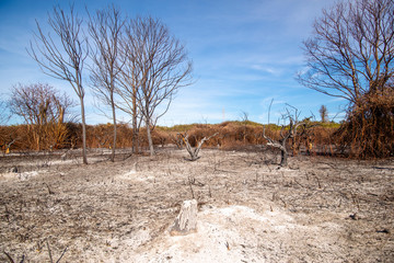 orange trees in Sicily burned by fire