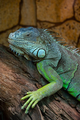 Nice iguana portrait close up macro nature lizard reptile