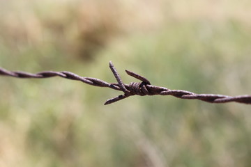 barbed wire on a background of green grass