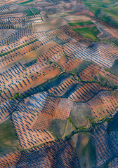 Aerial view of olive groves and cereal fields, Toledo, Castilla-La Mancha, Spain, Europe