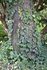 Ivy on a Tree Trunk
