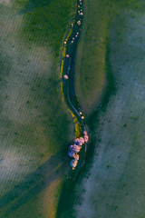 Aerial view of cereal fields, Toledo, Castilla-La Mancha, Spain, Europe