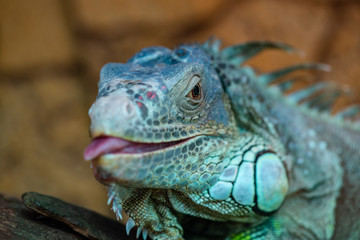 Nice iguana portrait close up macro nature lizard reptile