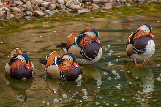 Schwimmente Bilder Durchsuchen 2,266 Archivfotos, und