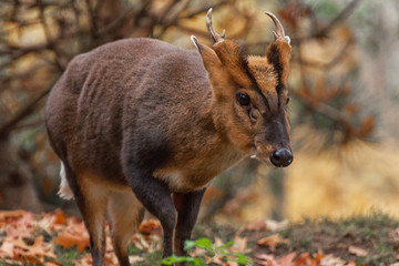 Chinesischer Muntjak