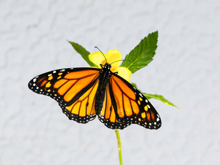 Monarch Butterfly, Danaus plexippus, on yellow flower with green leaves