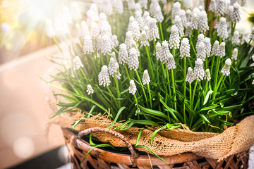 White flower bells. Muscari. Beautiful grape Hyacinth flowers. Blossom floral in wicker pot. - obrazy, fototapety, plakaty