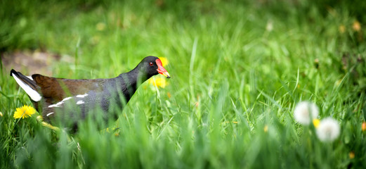 Common Moorhen in natural water habitat. (Gallinula chloropus). Bird wide banner or panorama concept.