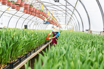 woman worker inspects growing tulips in a greenhouse