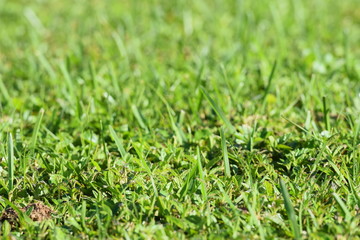 green grass