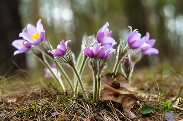 Spring flowers. The bush of the first spring flowers in the forest. Flowers dream grass. Primroses.
