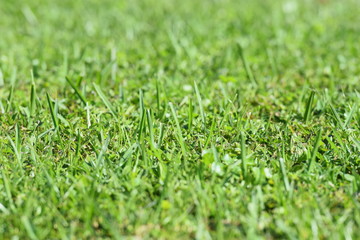 Fototapeta premium green grass with water drops